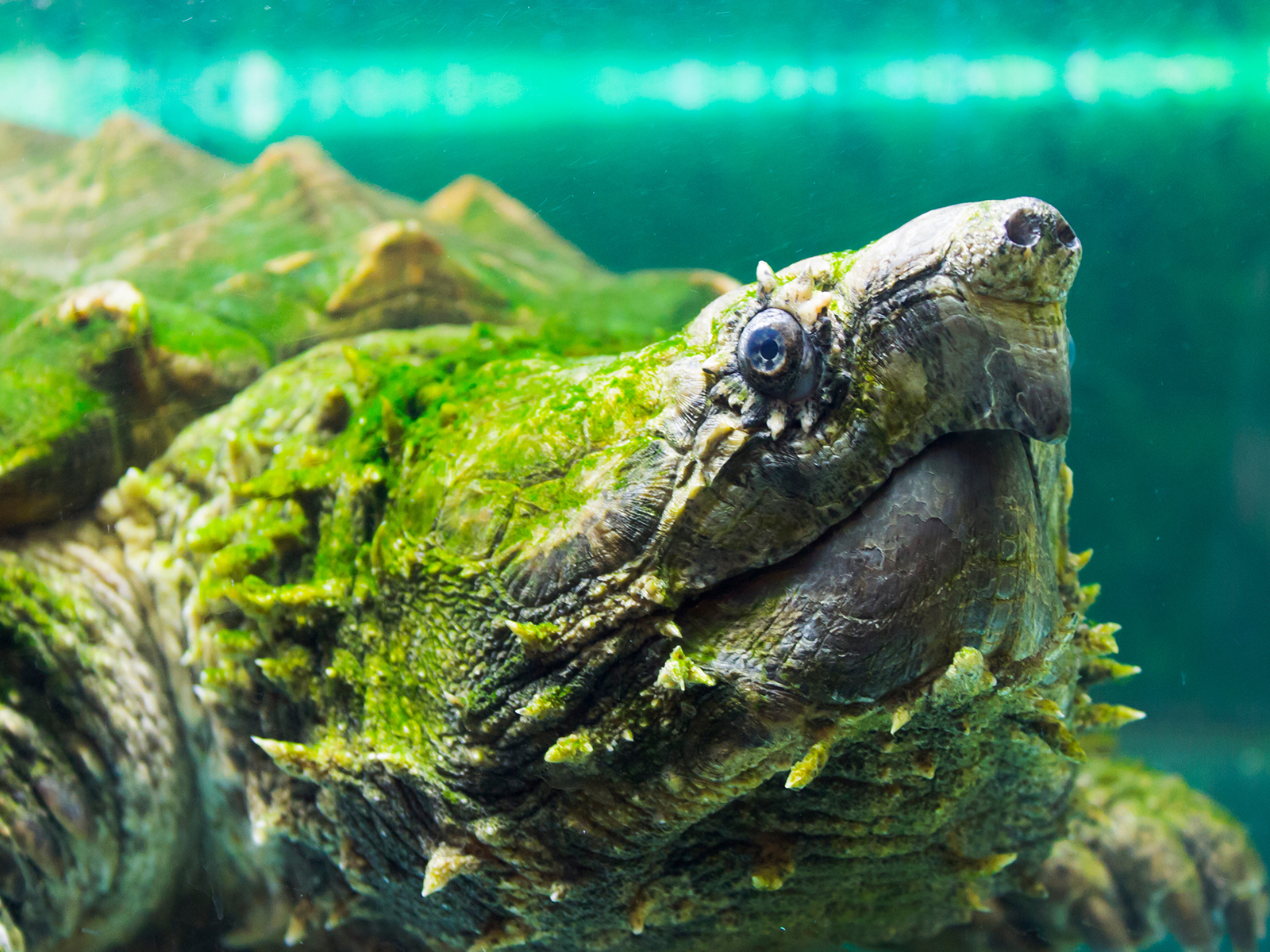 alligator snapping turtle