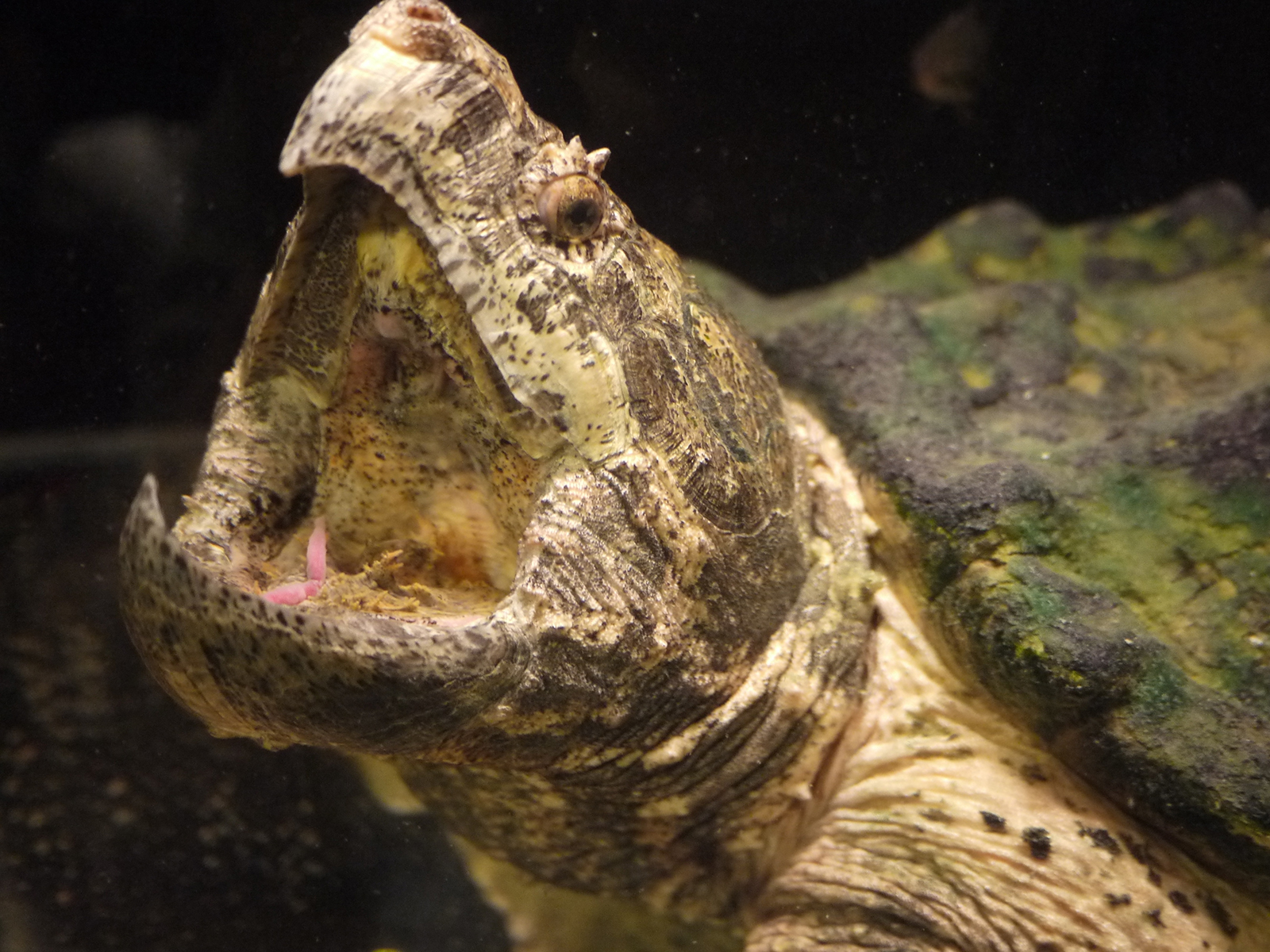 alligator snapping turtle