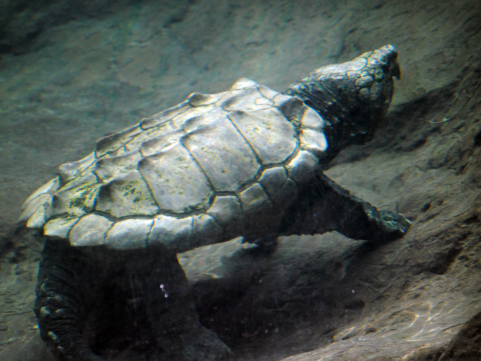 alligator snapping turtle
