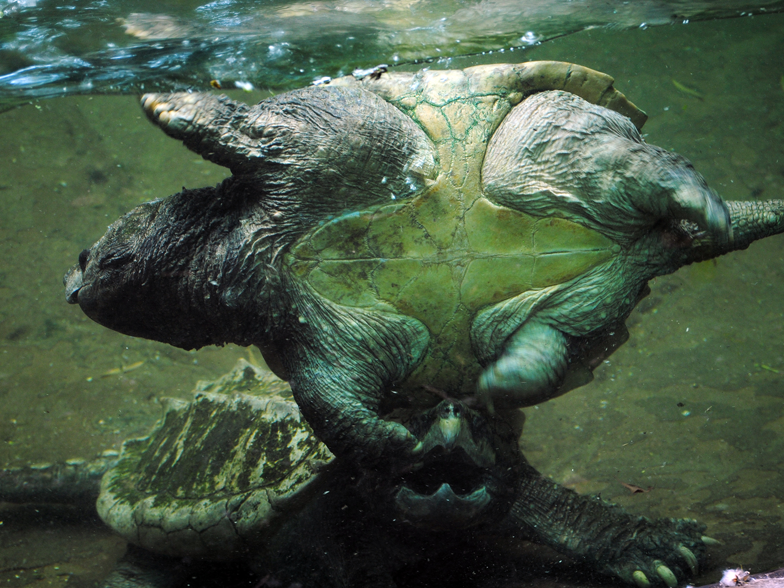 alligator snapping turtle