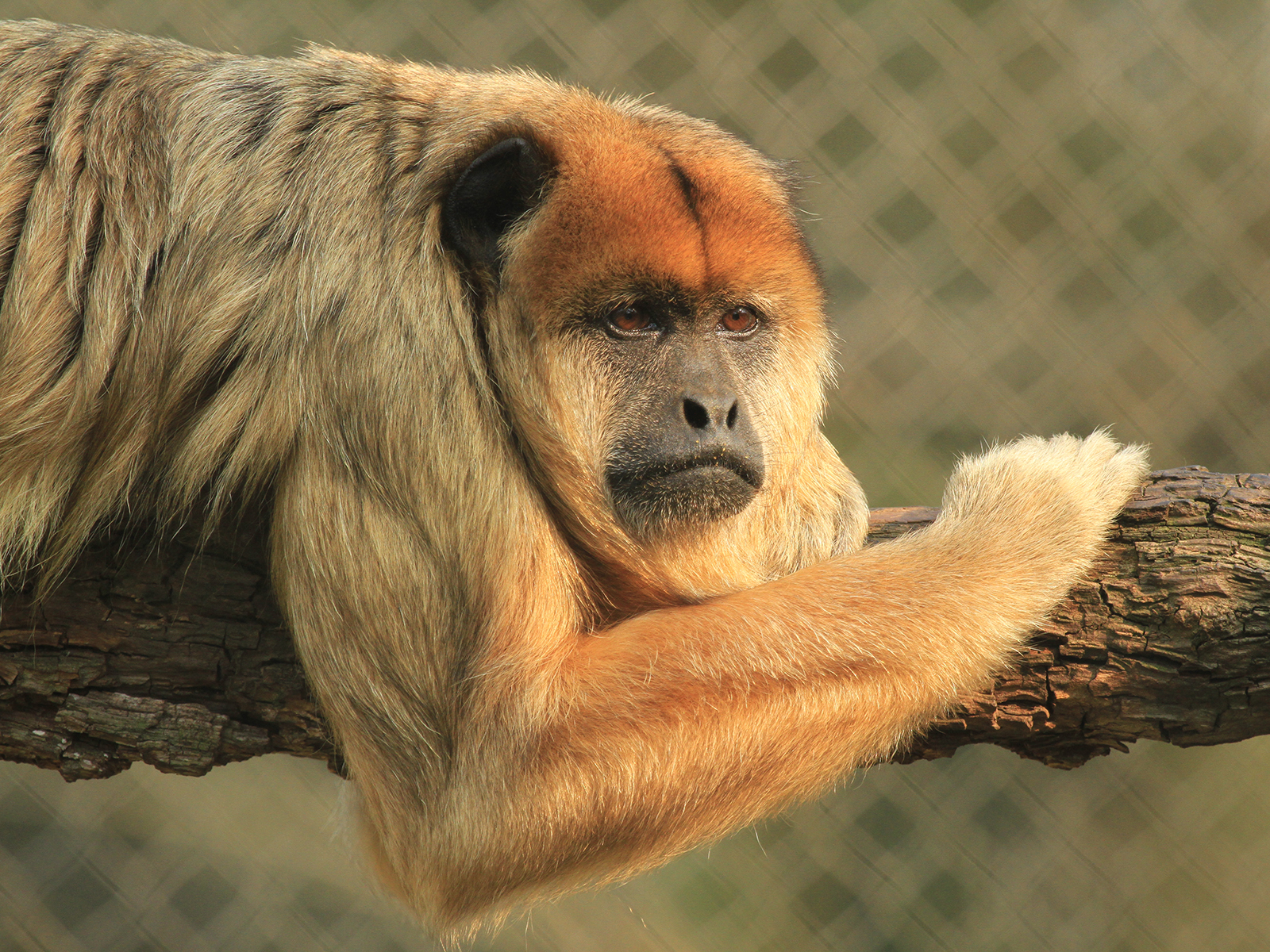 Lola the Black Howler Monkey