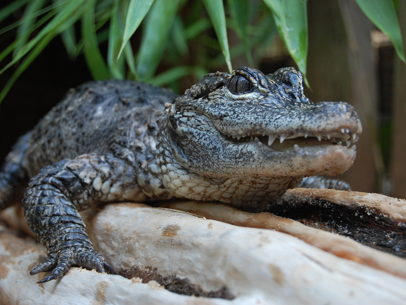 Chinese alligator