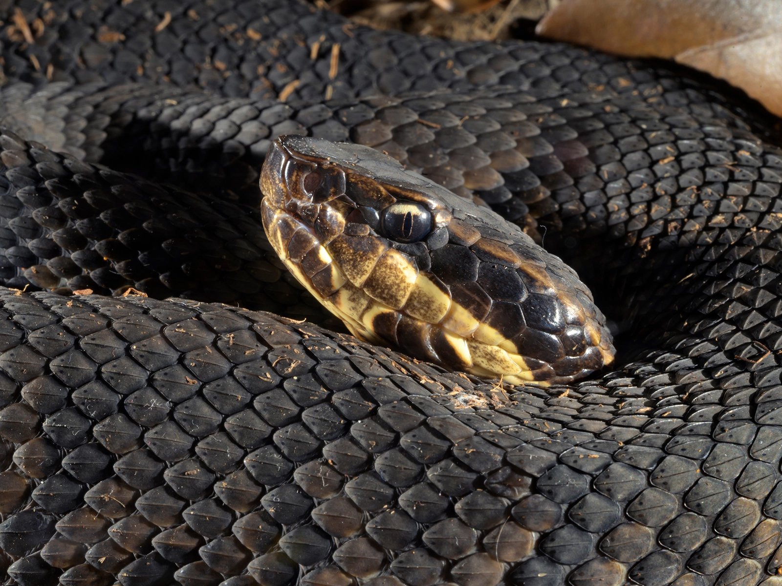 cottonmouth