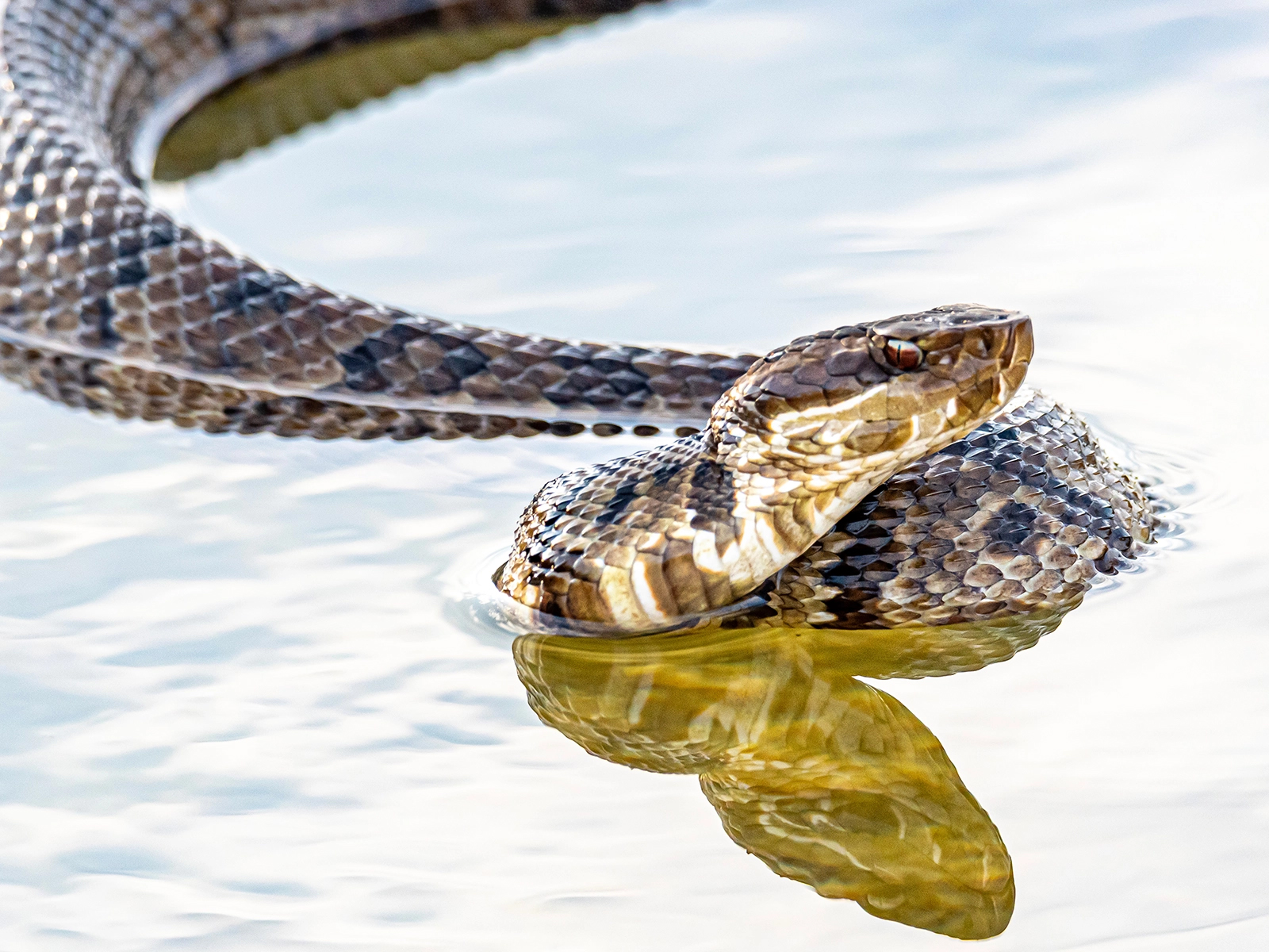 cottonmouth