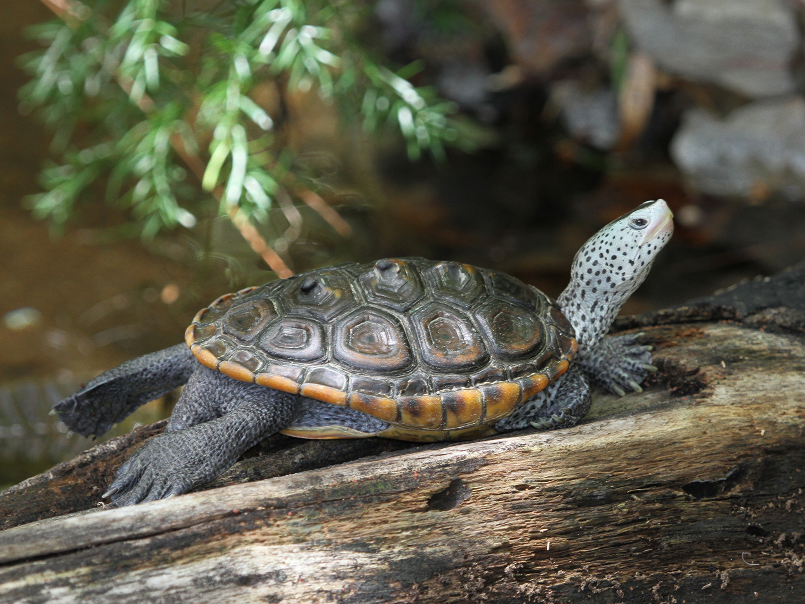 diamondback terrapin