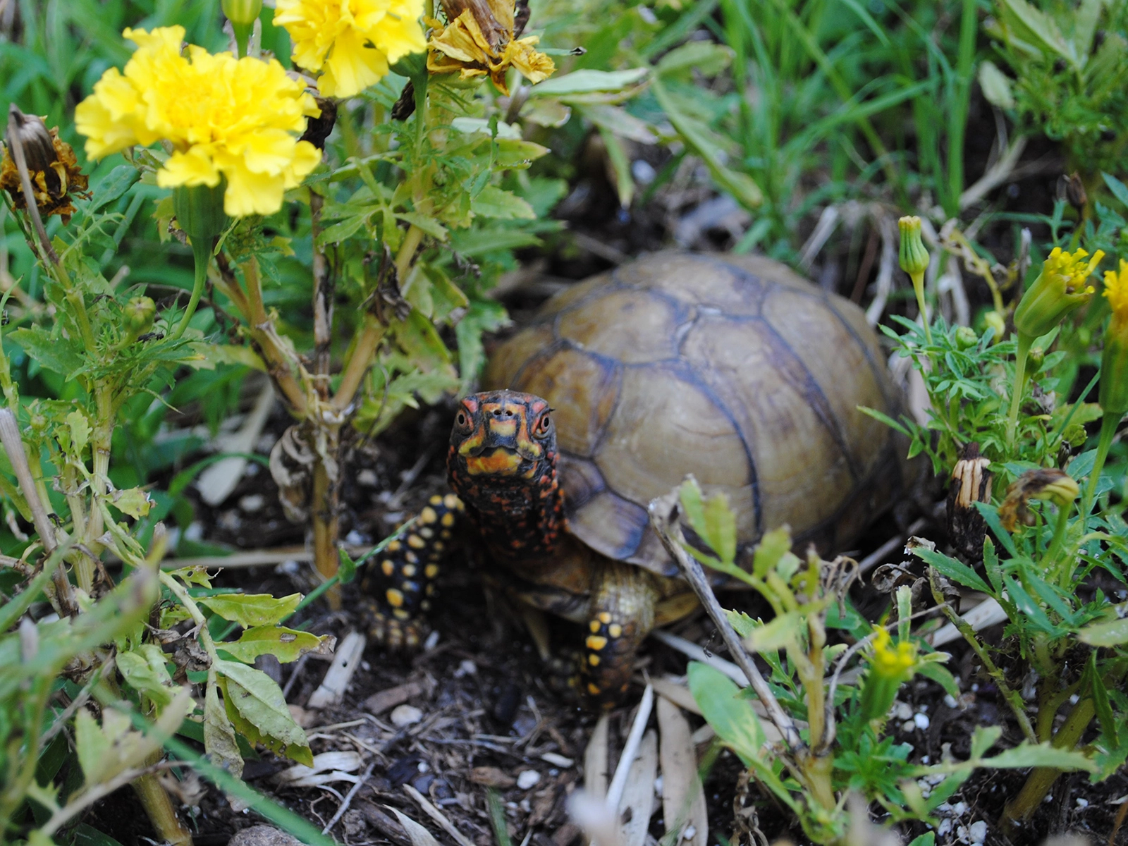 Eastern Box Turtle