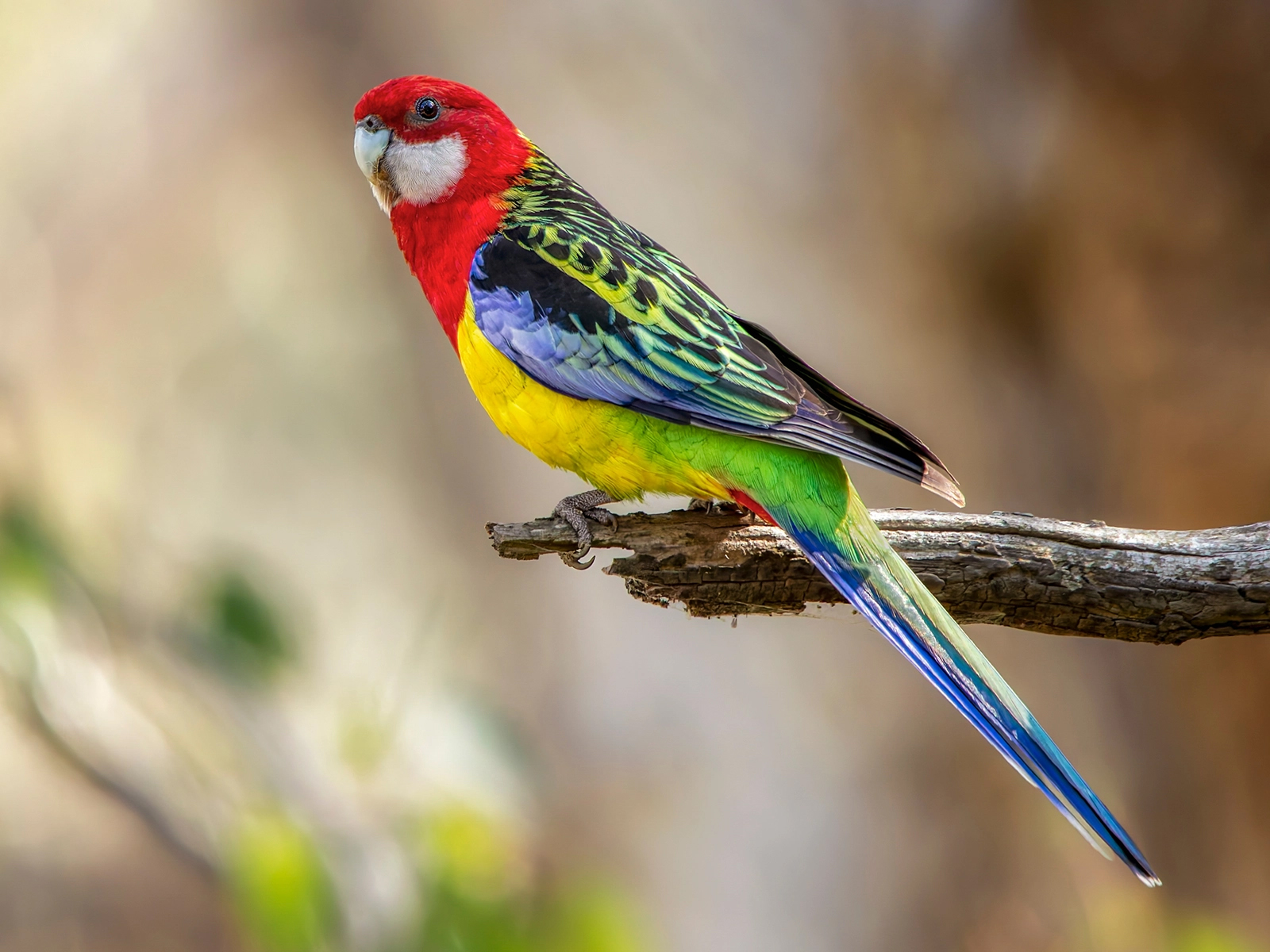 Eastern Rosella