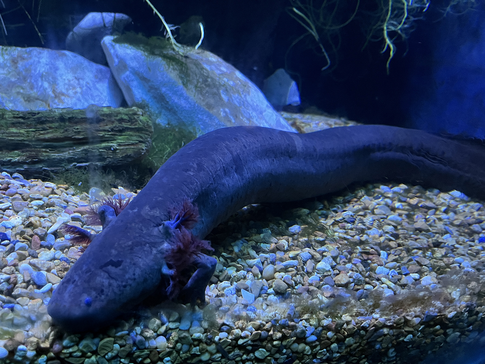 Greater Siren