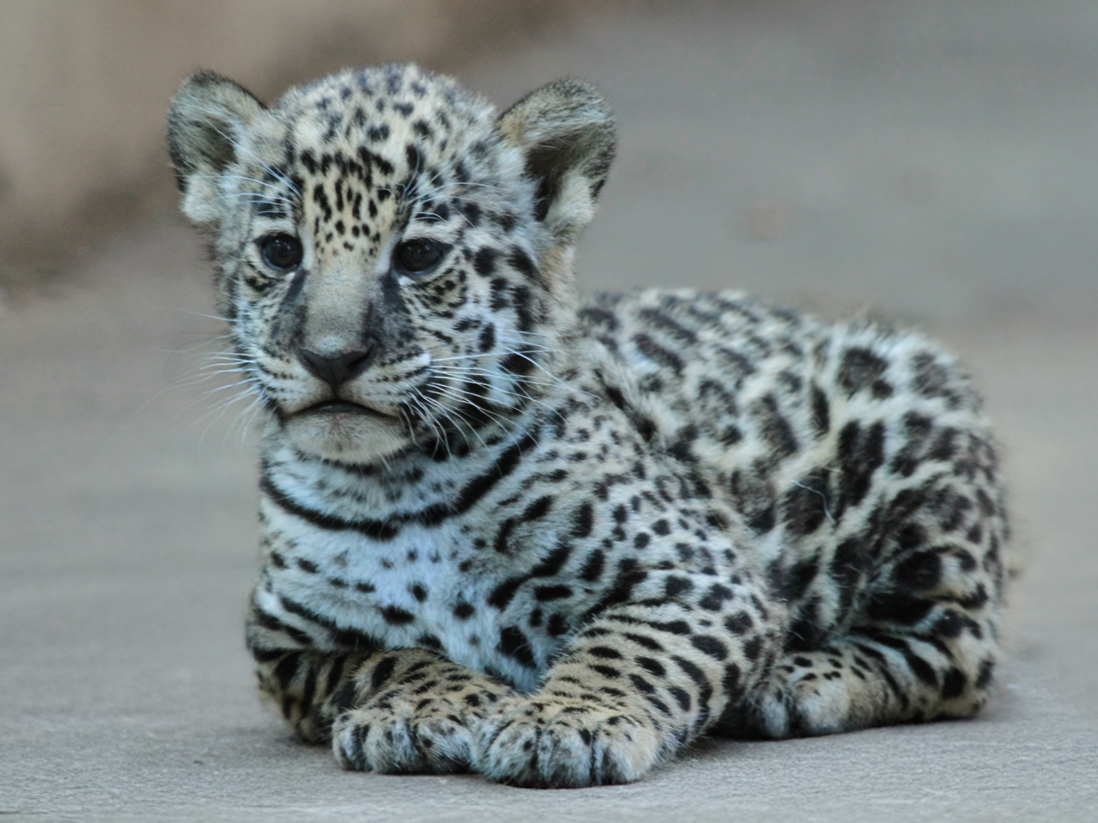 jaguar cub