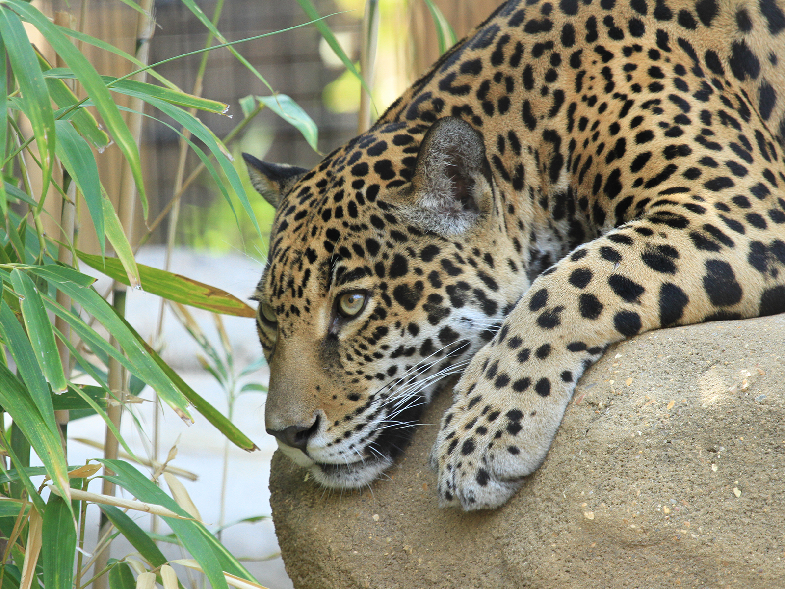 Philly the Jaguar