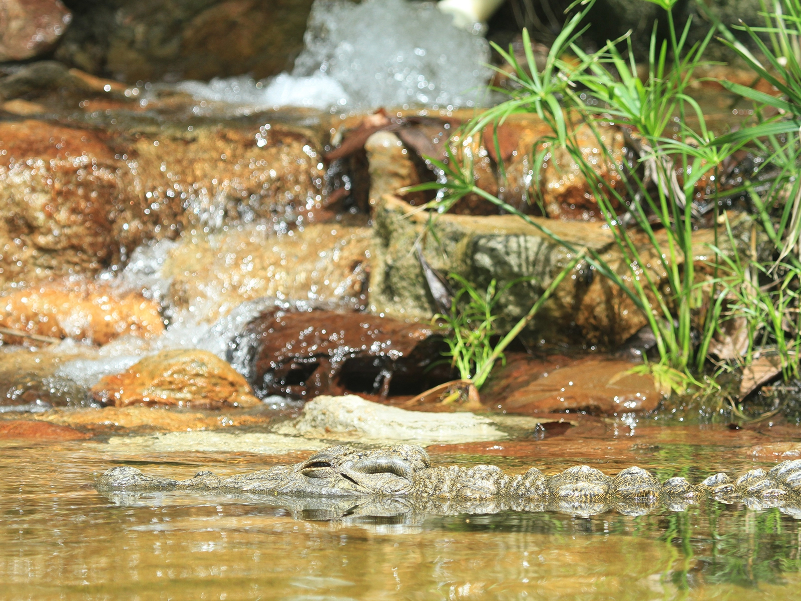 Nile crocodile