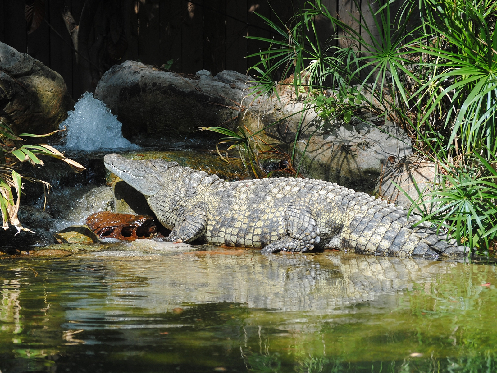 Nile crocodile