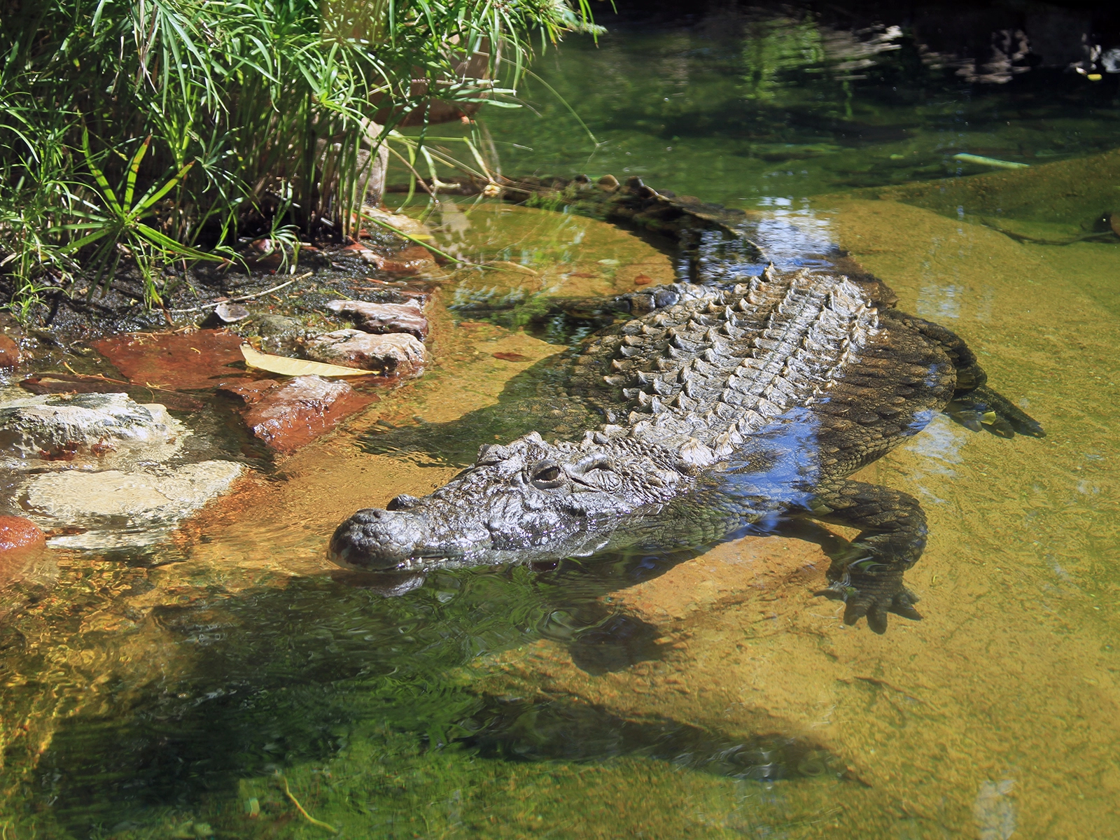 Nile crocodile