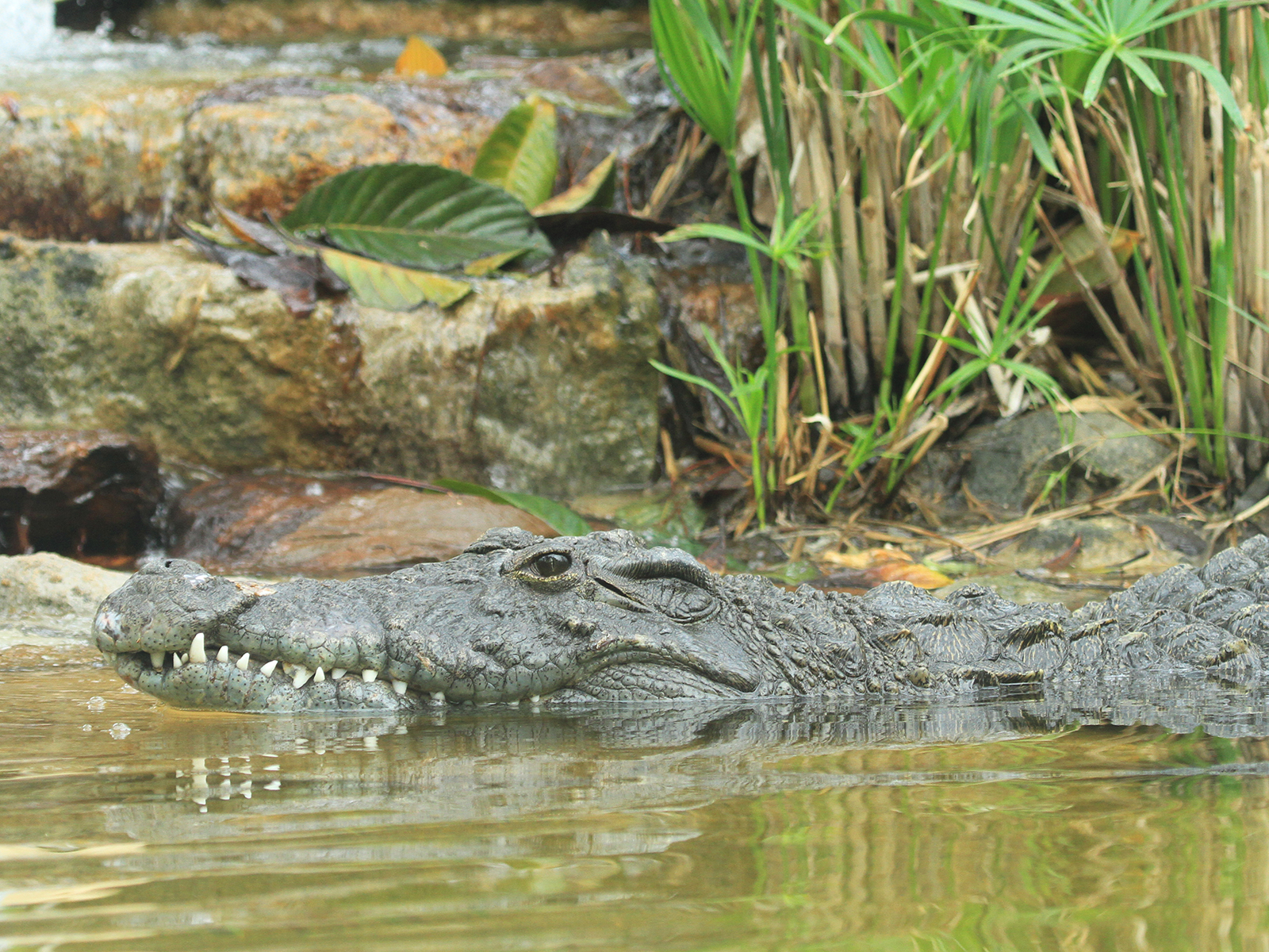 Nile crocodile