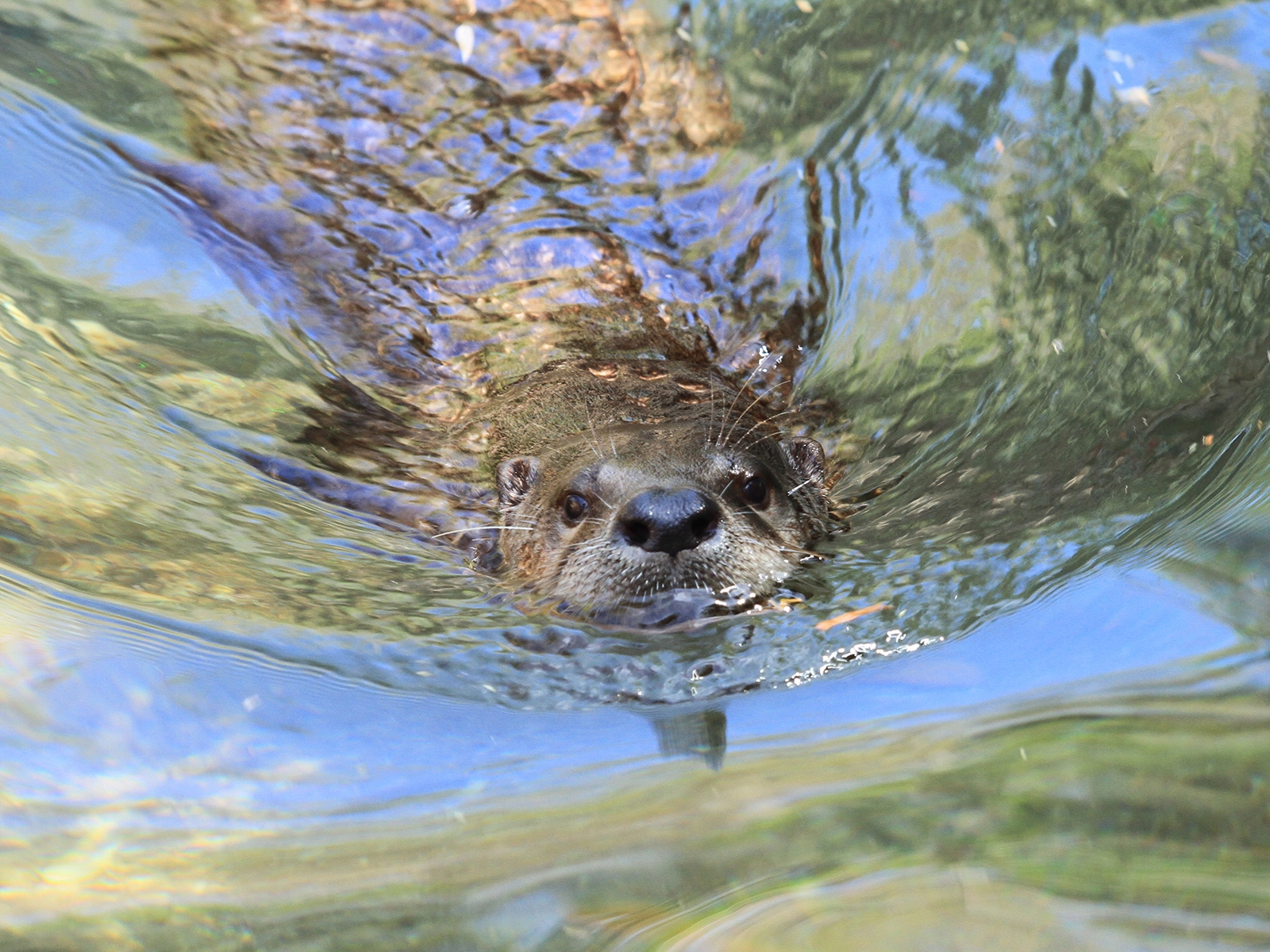 North American river otter swimming