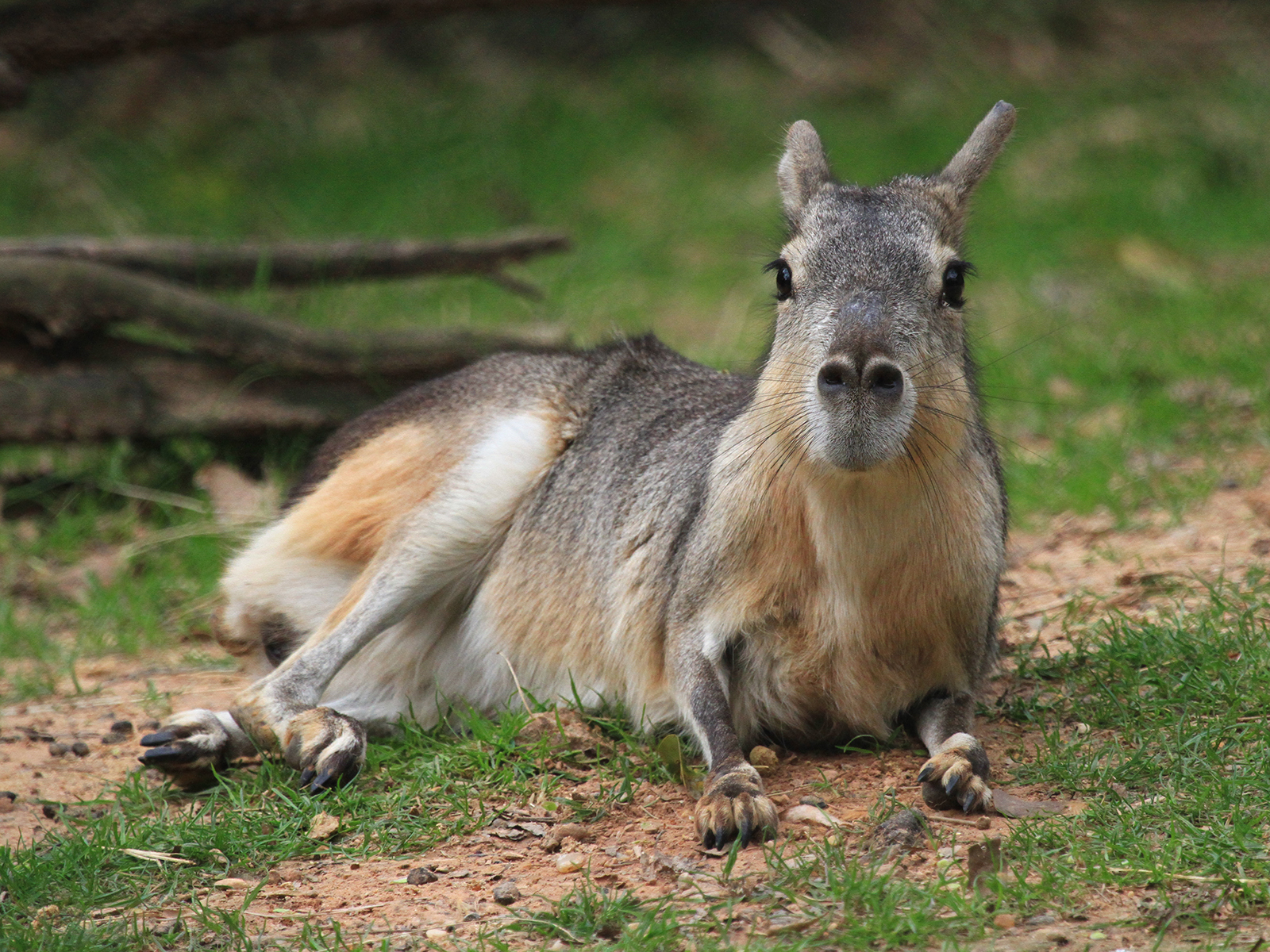Patagonian cavy laying on the ground