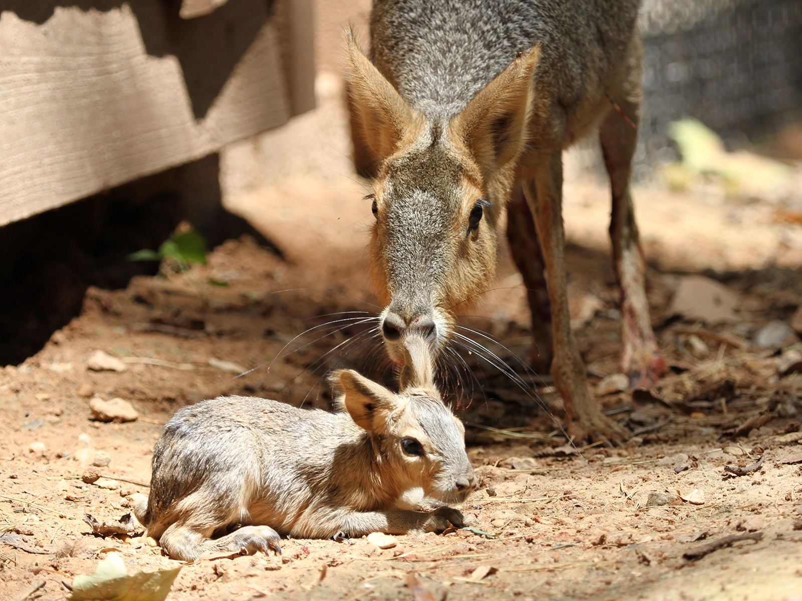 Patagonian cavy mom and baby