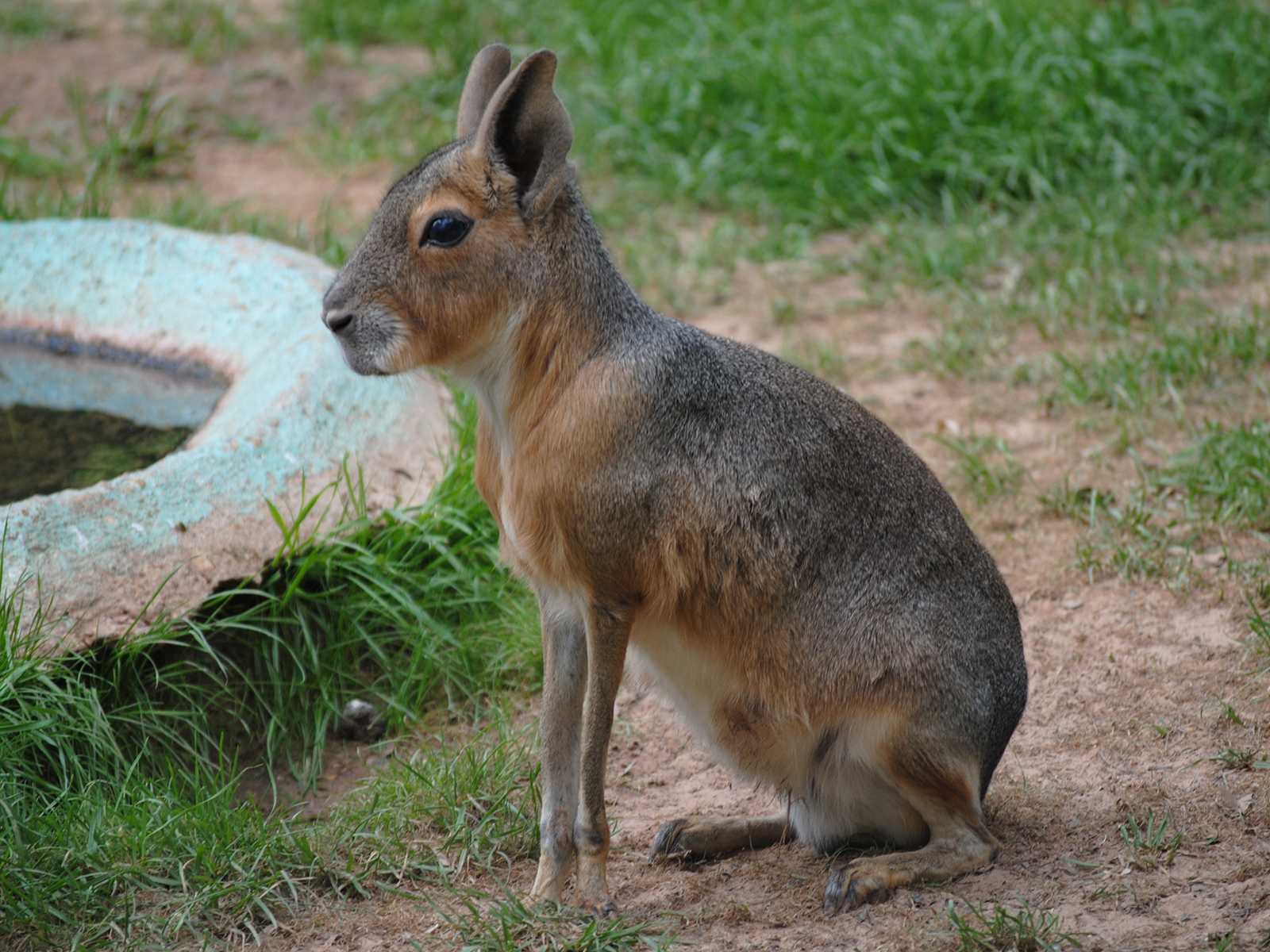 Patagonian cavy