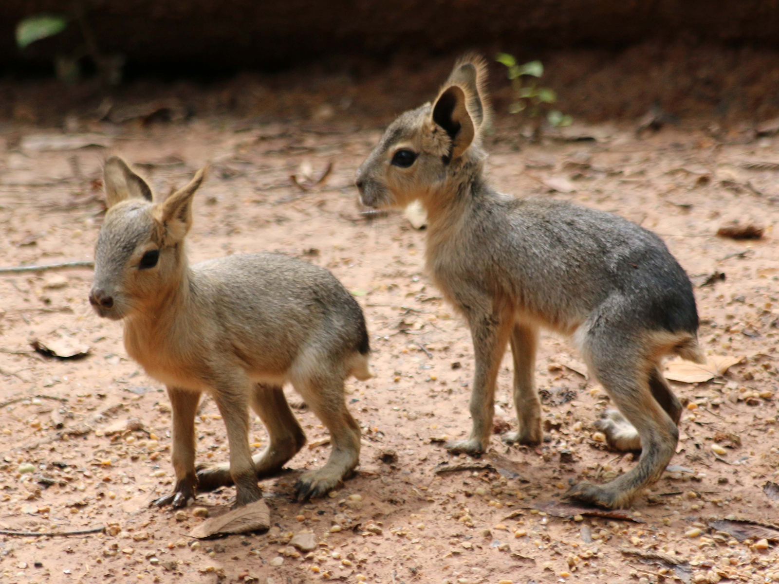 Patagonian cavy juveniles
