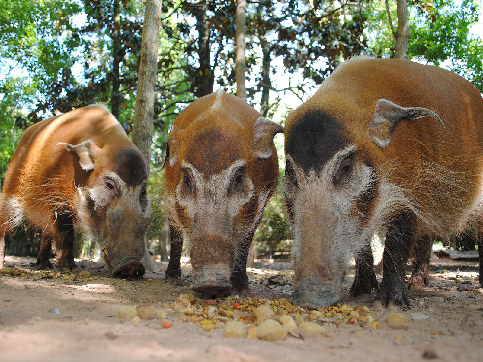 red river hogs eating