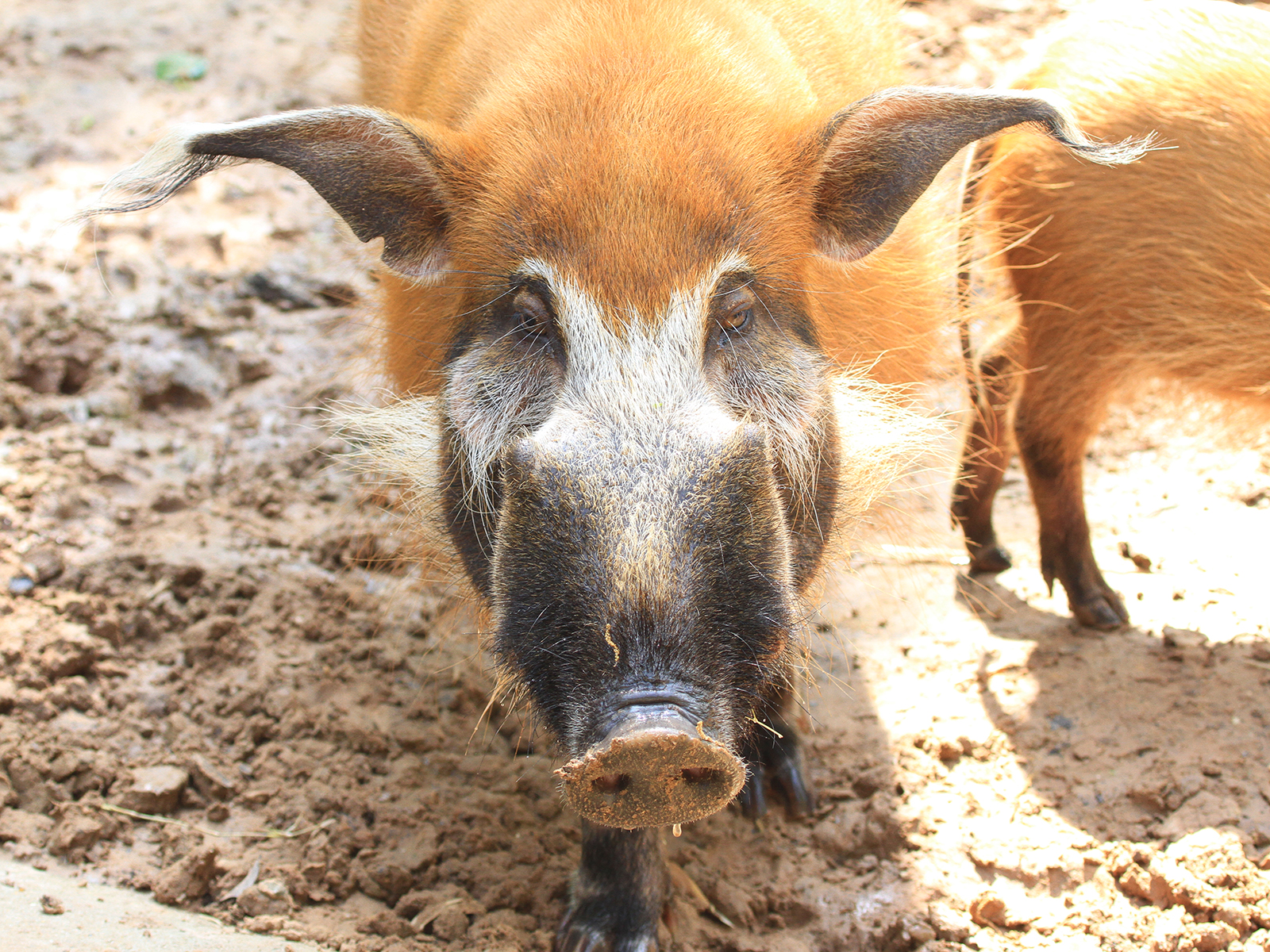 red river hog close up