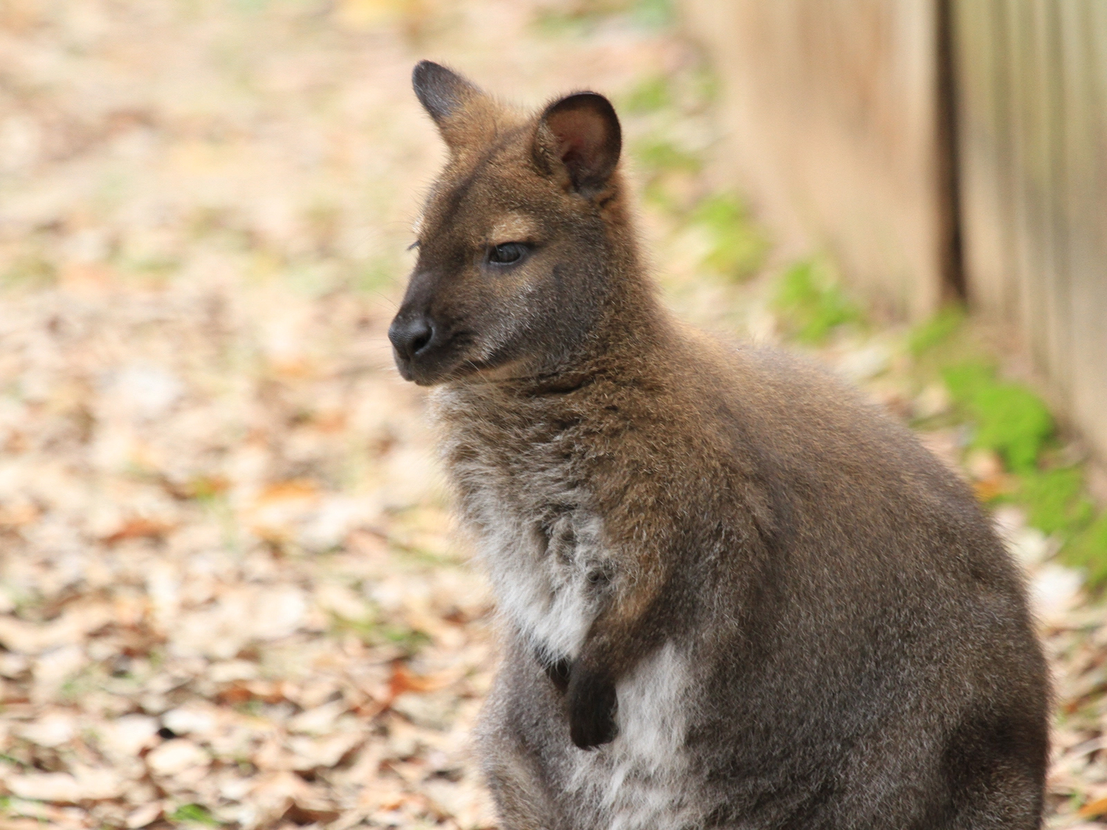 red-necked wallaby