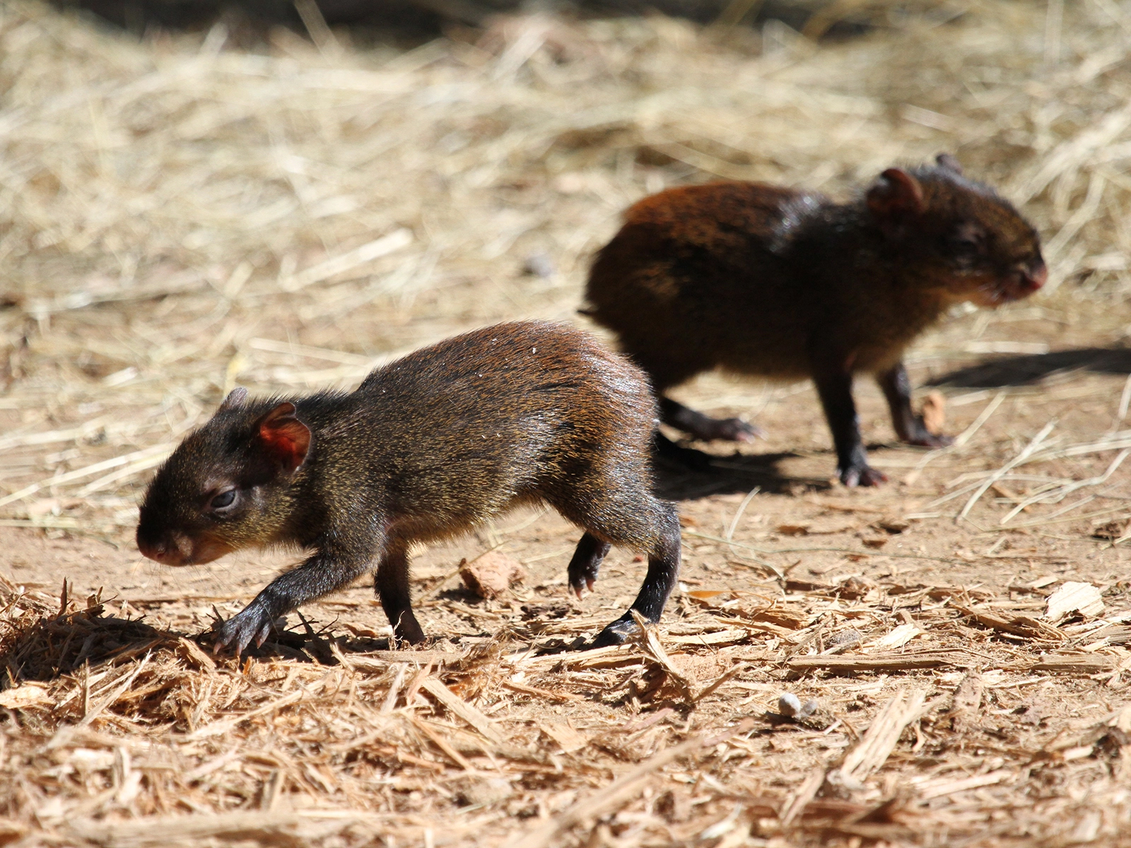 baby red-rumped agoutis