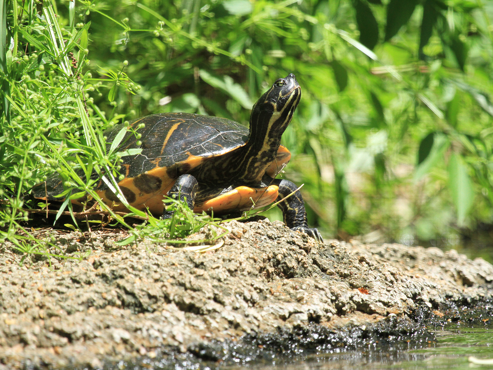 river cooter