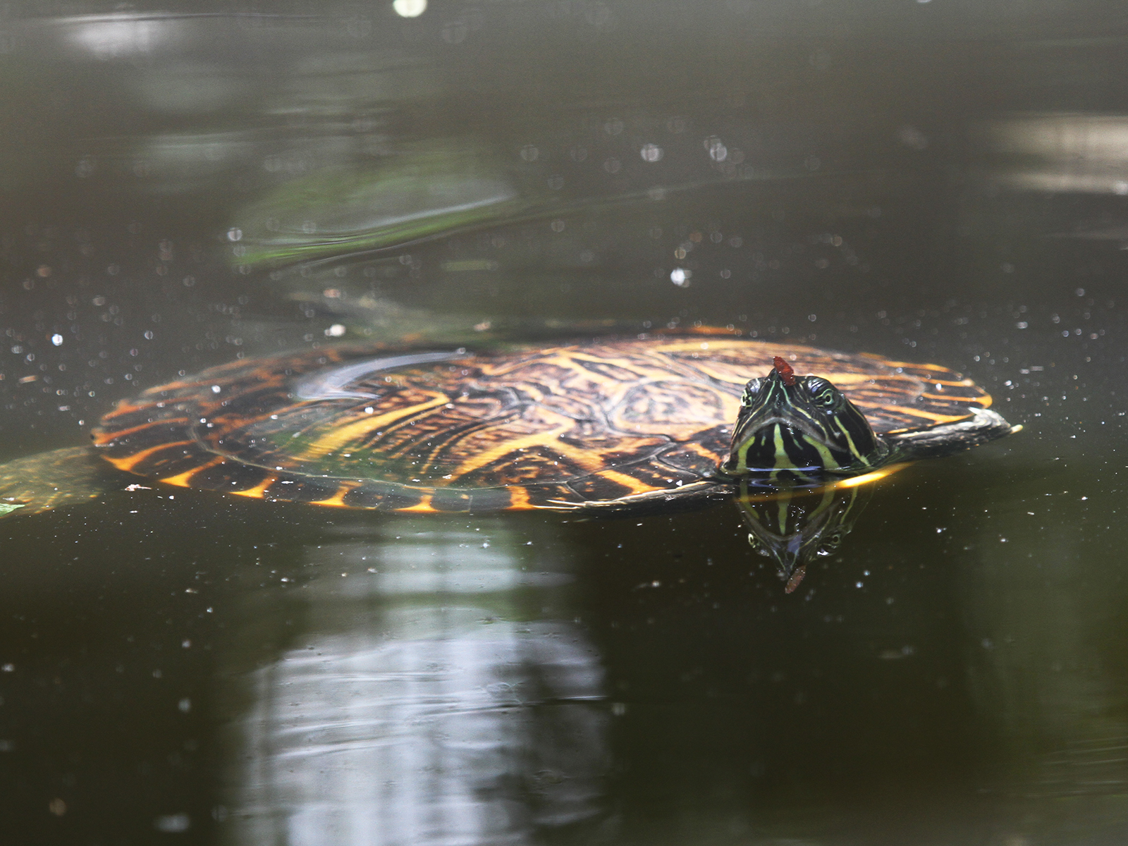 river cooter