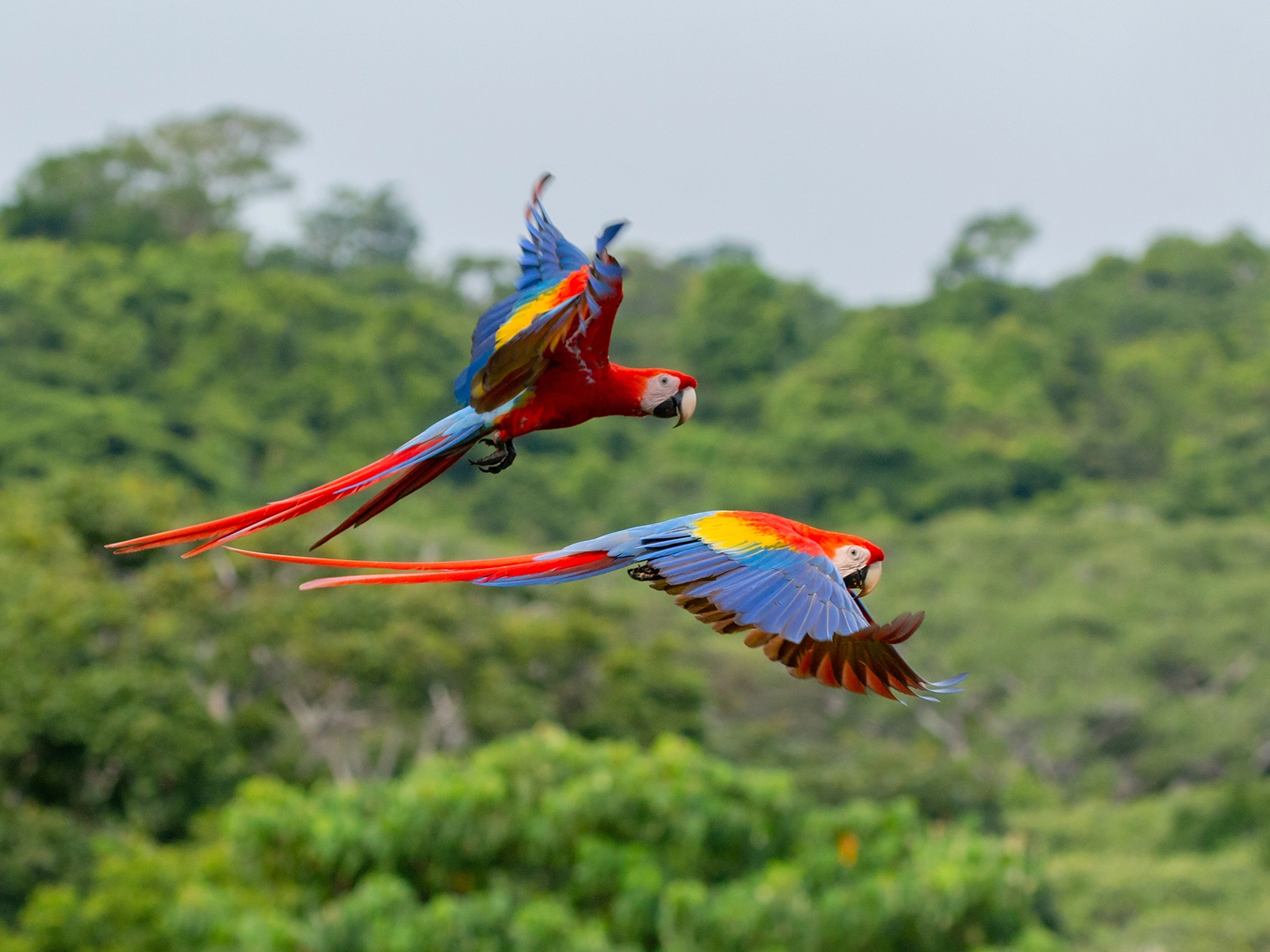 scarlet macaw