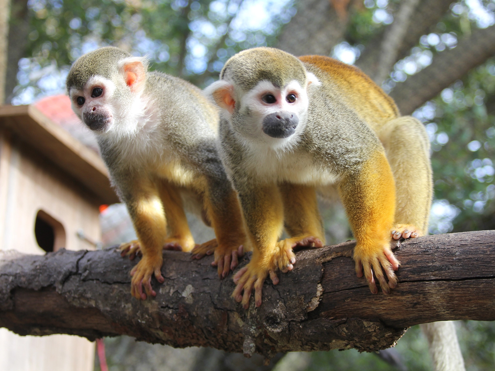 squirrel monkey