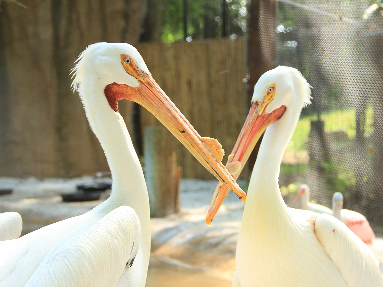 white pelicans