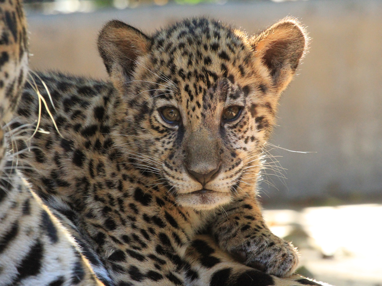 jaguar cub close up