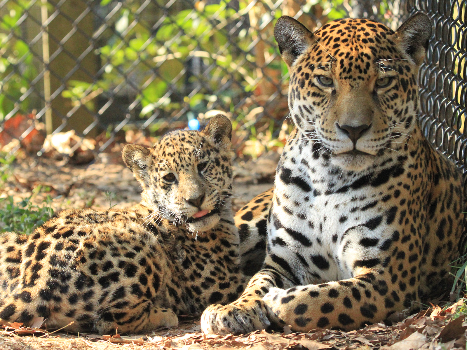 Solana and Philly the jaguars