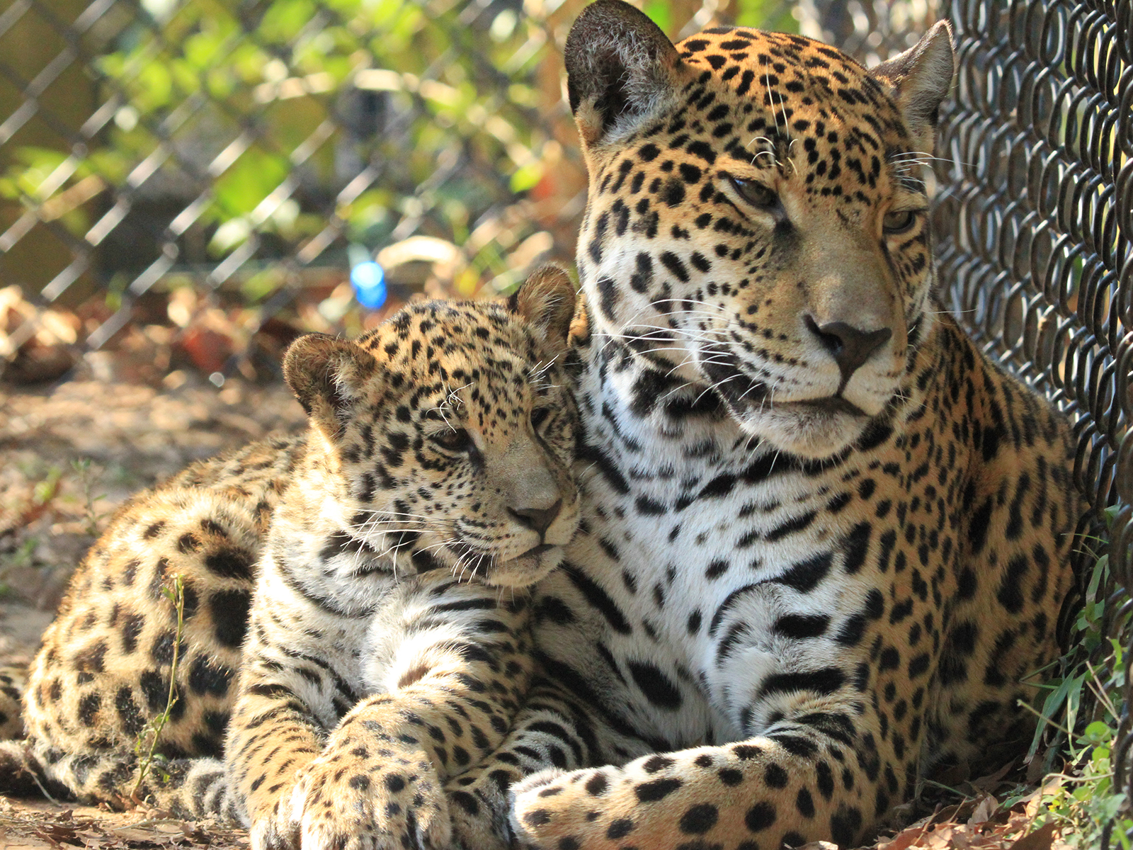 Solana and Philly the jaguars