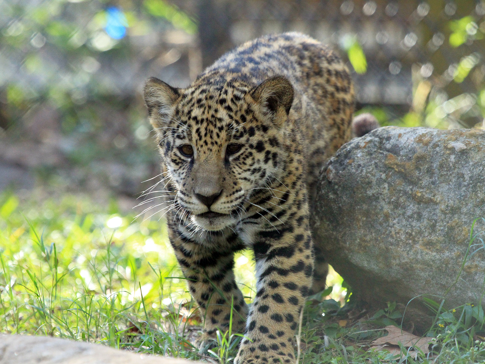 Solana the jaguar cub