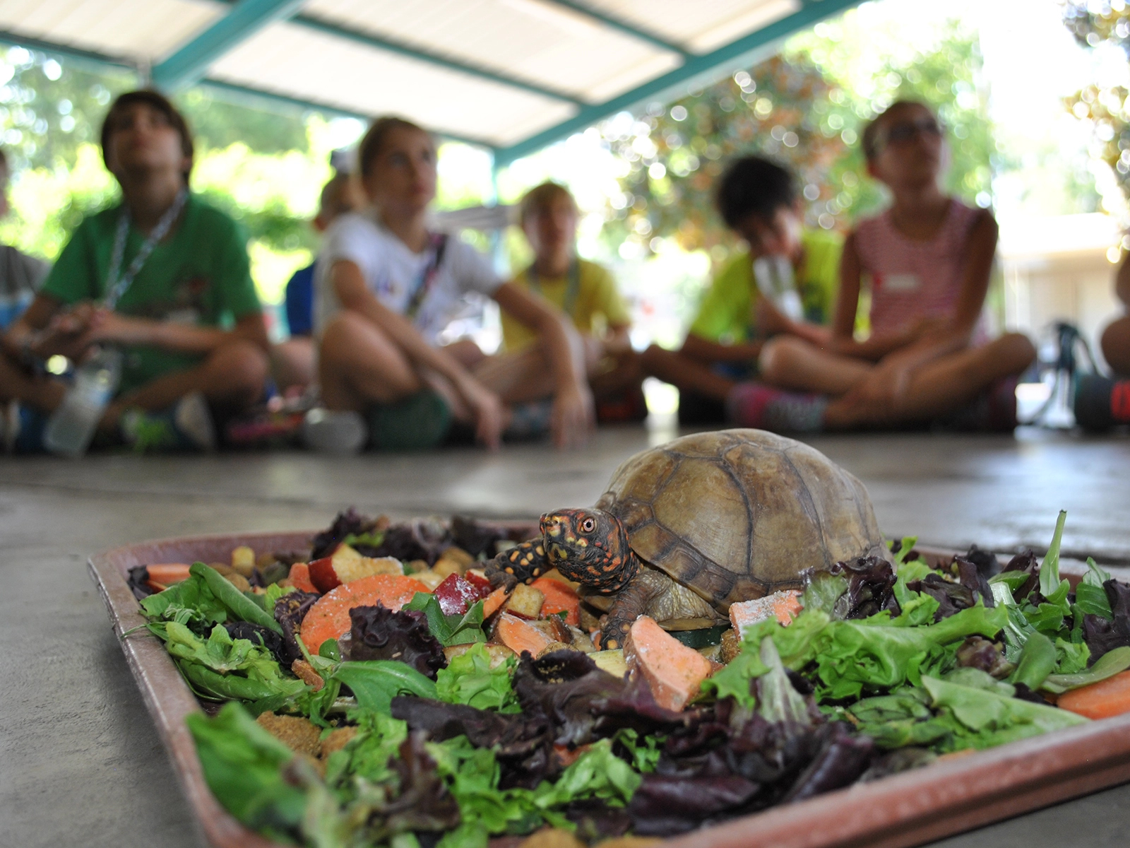 outdoor education program with box turtle