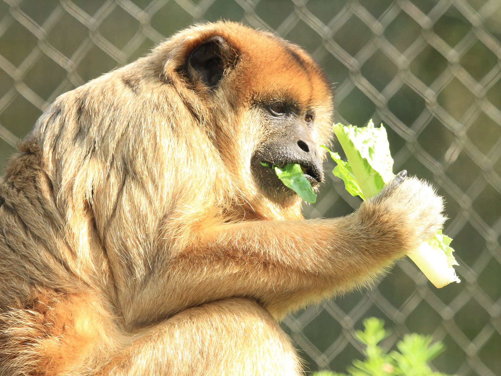 female black howler monkey eating lettuce