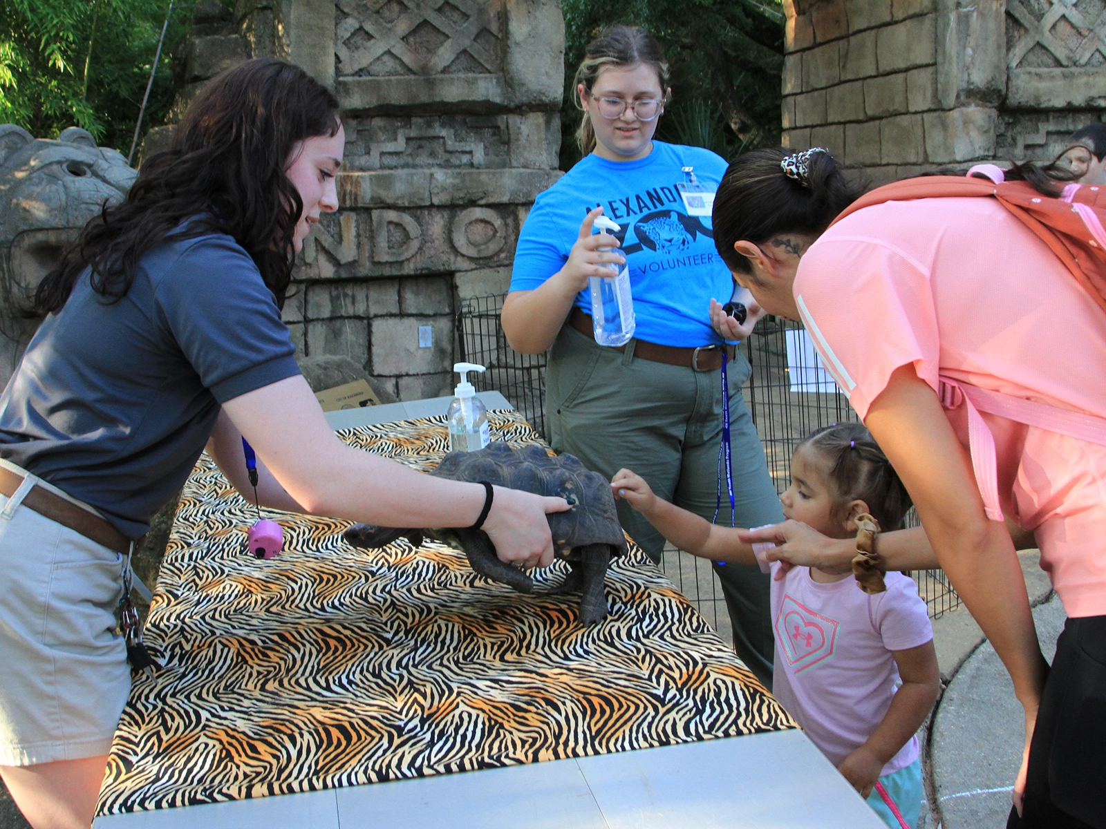 up-close tortoise encounter with zoo guests