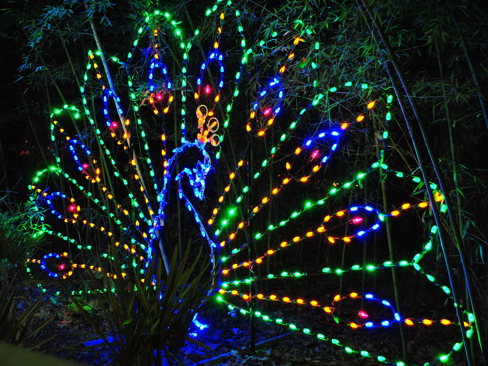 lighted peacock figure