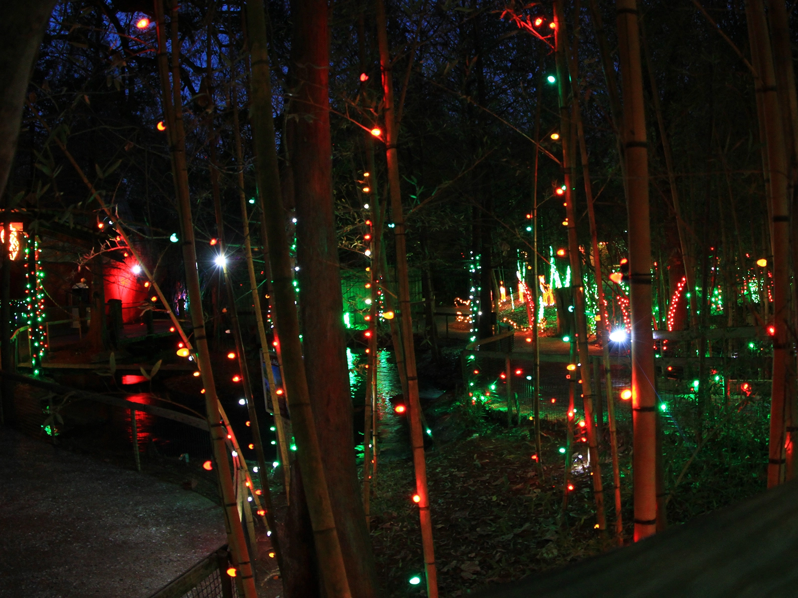 Louisiana Habitat with holiday lights