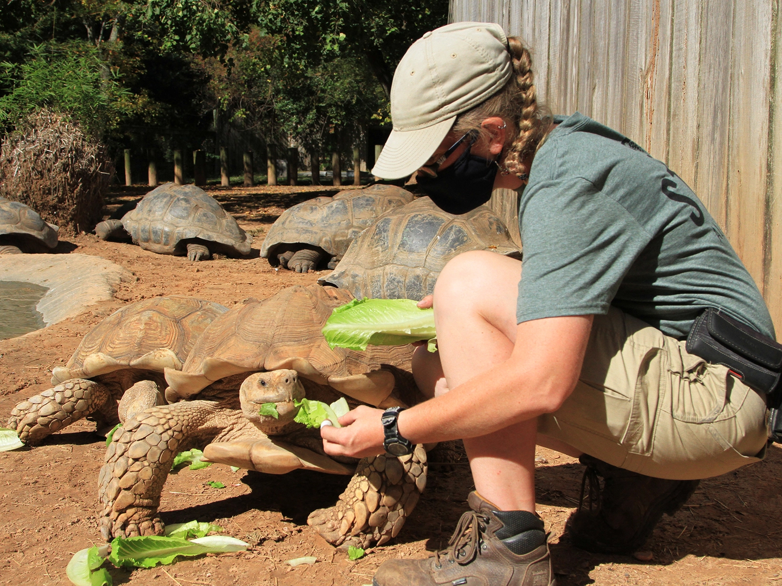 zookeeper feeding tortoise