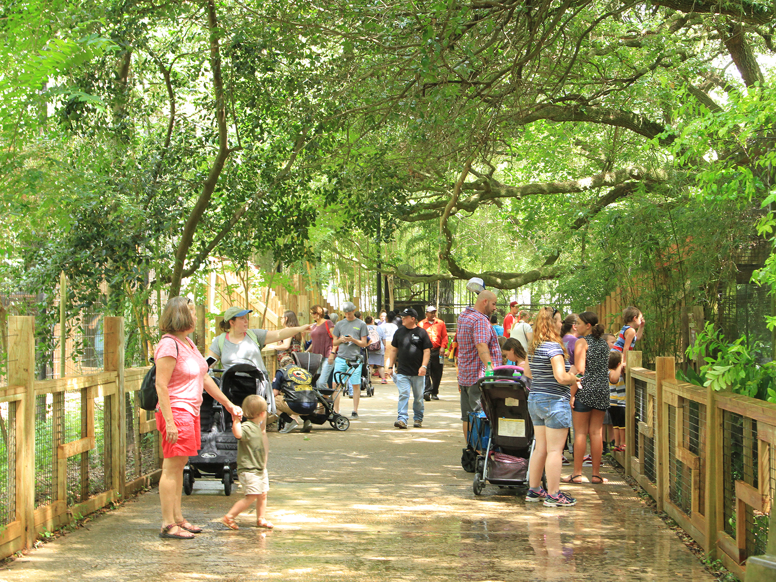 crowd walking along zoo path