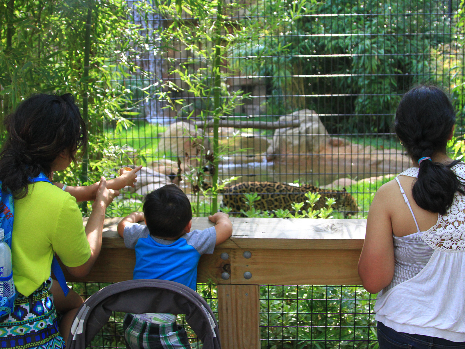 visitors at Jaguar habitat