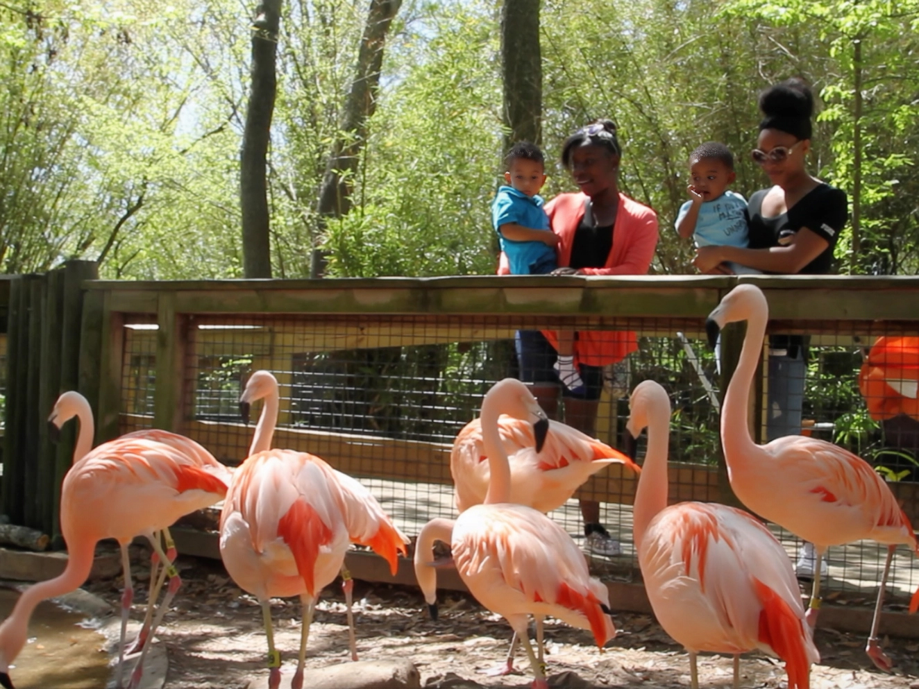 guests viewing flamingos