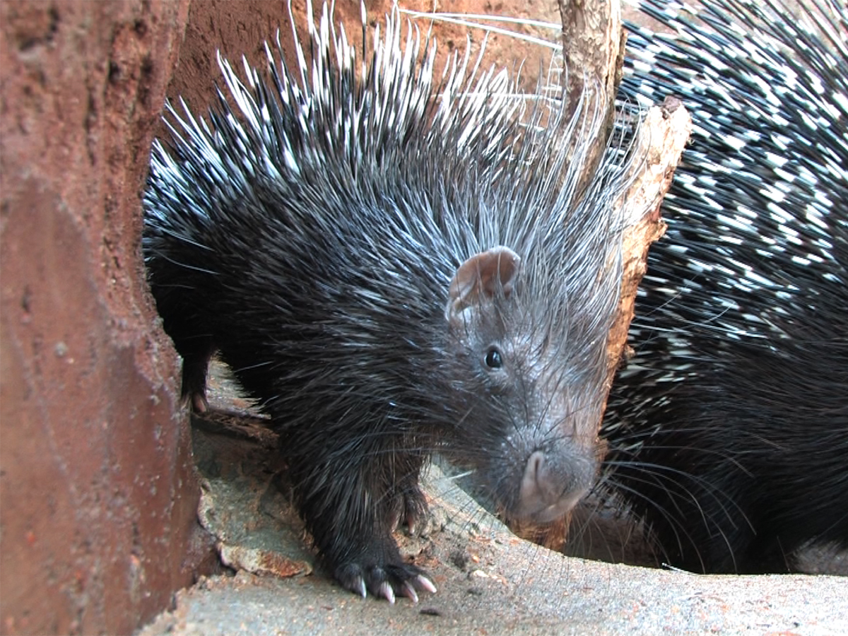 crested porcupine baby