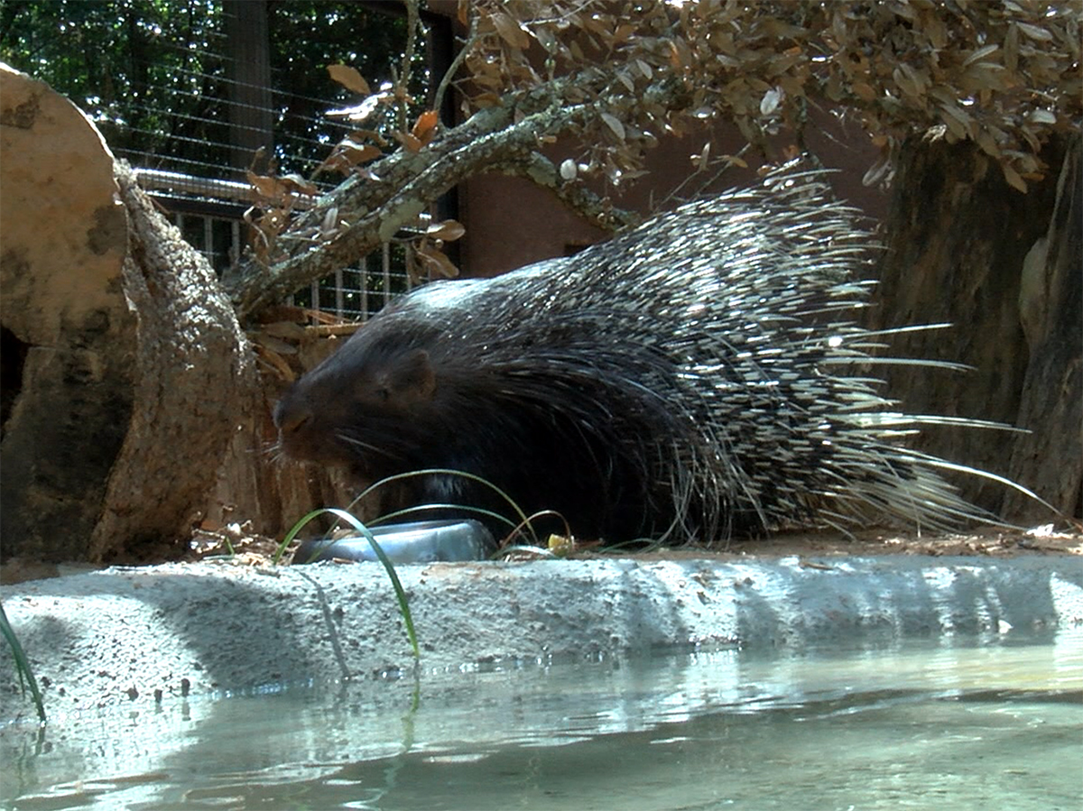 porcupine by water