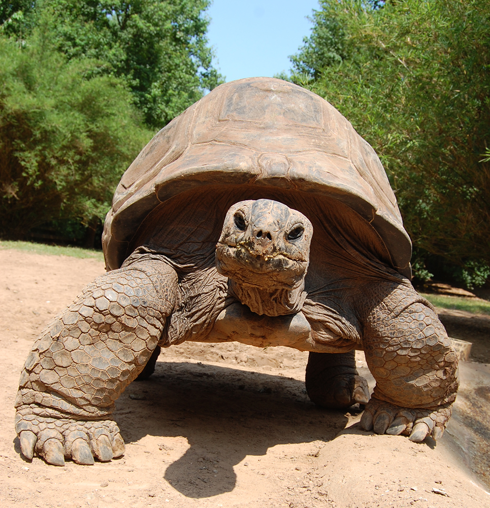 Aldabra tortoise walking