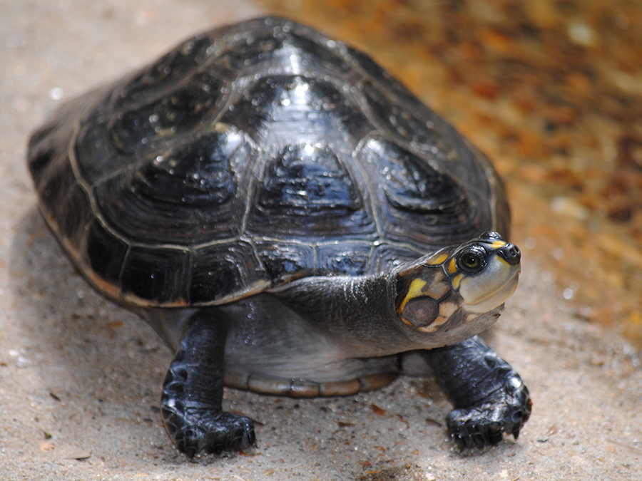 yellow-spotted Amazon river turtle
