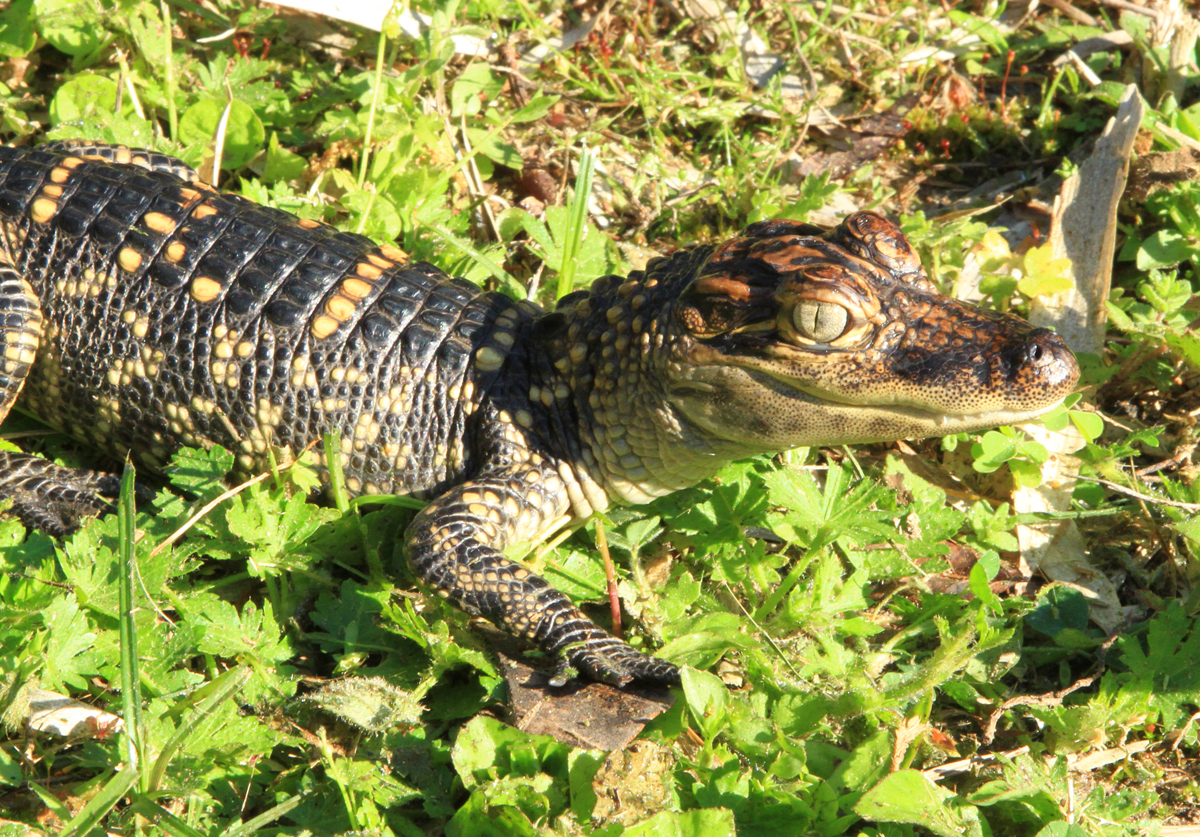 juvenile alligator